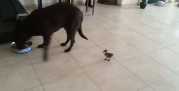 labrador-retriever-and-cute-duck3