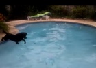 two labradors