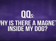 magnet inside my dog