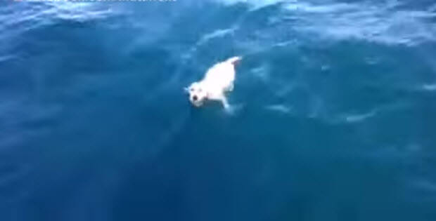 off-shore-labrador-dog-rescue3