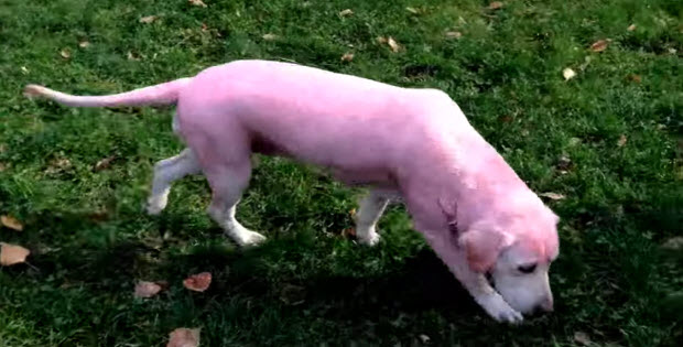 pink-labrador-retriever-dog1