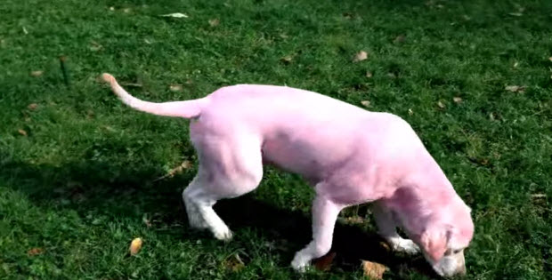 pink-labrador-retriever-dog3
