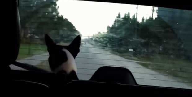 pooches-react-to-windshield-wipers1