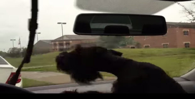 pooches-react-to-windshield-wipers2