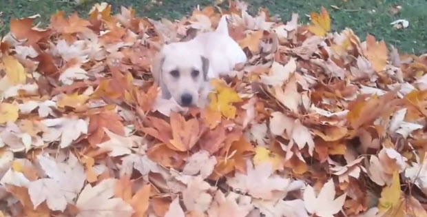 puppy-playing-with-autumn-leaves3