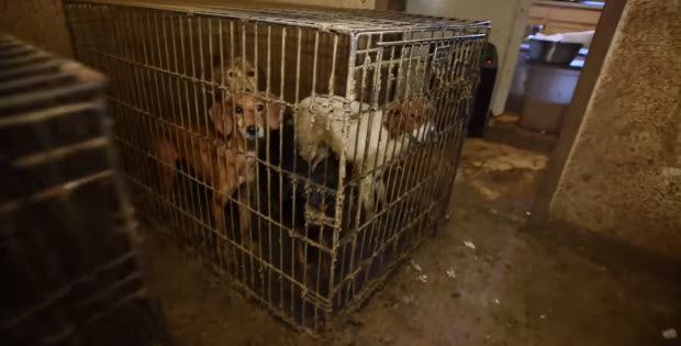 DOG RESCUE FROM HOUSE OF HORROR THAT WILL MAKE YOU CRINGE - Dog Blab