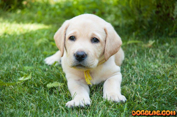 yellow-lab-puppy-on-grass
