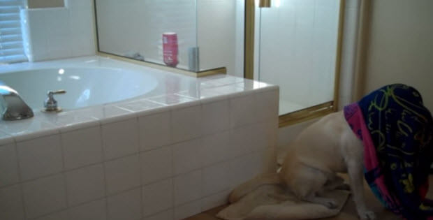 yellow-labrador-loves-bath2