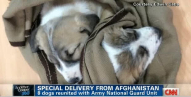 afghanistan-dogs-rescued-by-soldiers2