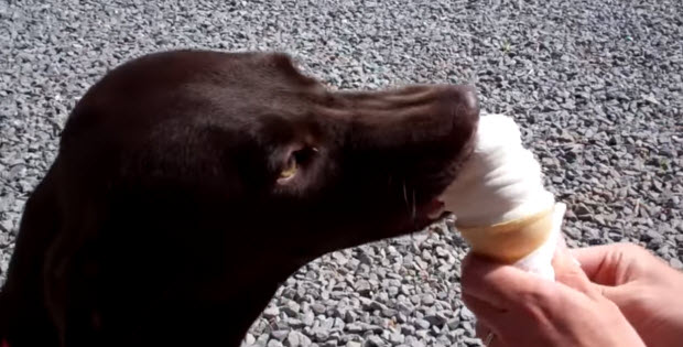 chocolate-labrador-eating-vanilla-ice-cream-100