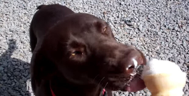 chocolate-labrador-eating-vanilla-ice-cream