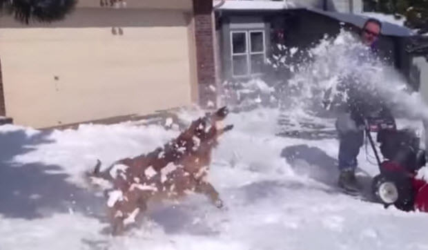 dogs-enjoying-snow