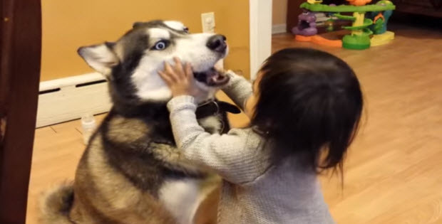 husky-dog-playing-with-baby2
