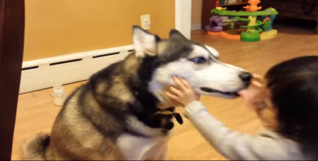 husky-dog-playing-with-baby3