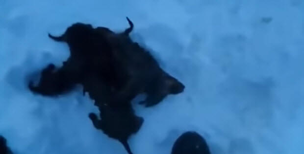 labrador-puppies-left-in-snow-to-die4