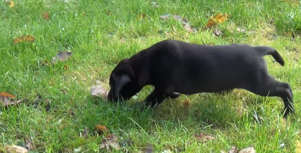 Labrador Puppy's First Day At Home - Nostalgia Time - Dog Blab