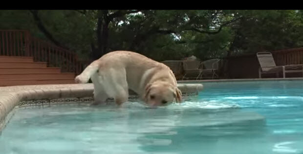 labradors-first-splashes-in-pool1