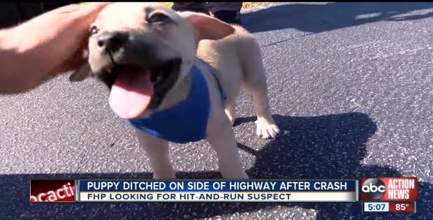 puppy-ditched-on-side-road