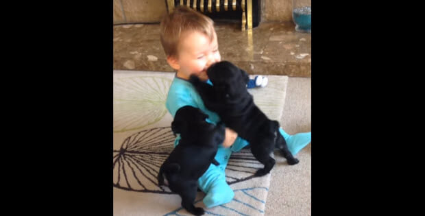 baby-playing-with-two-puppies-dogs-main