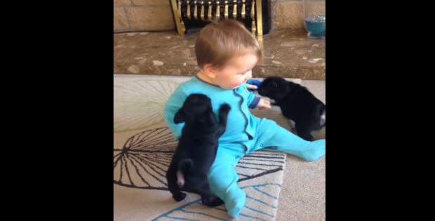 baby playing with puppies