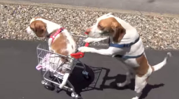 beagle dogs travel