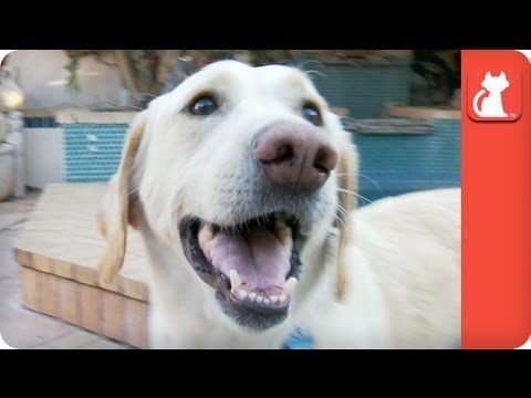 Blind Labrador Retriever Surrendered