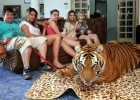 Pet Tigers