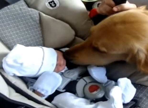 dogs meet babies first time
