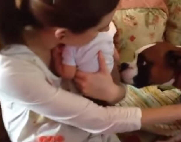 dogs meet babies first time