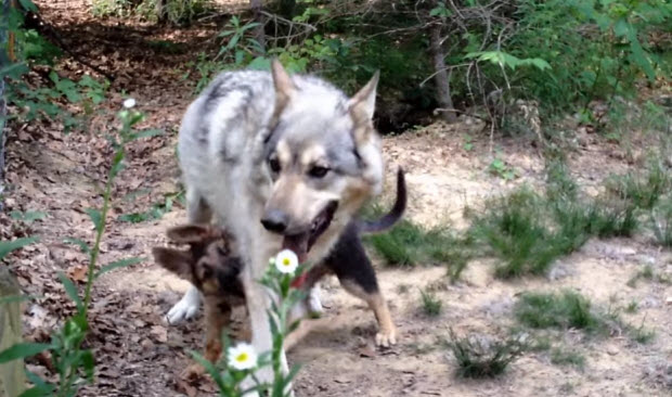 german shepherd puppy-playing with wolf