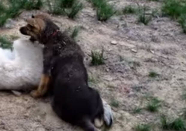 german shepherd puppy-playing with wolf