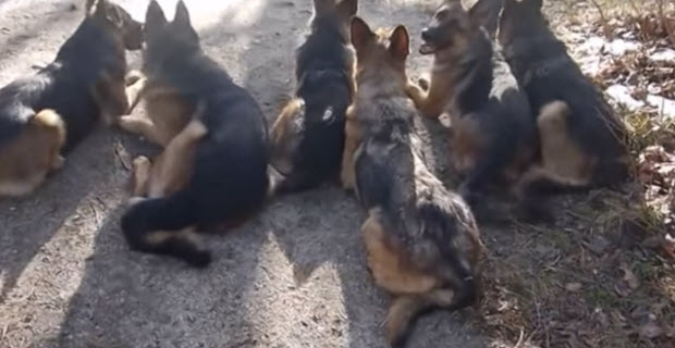 German Shepherd Awesome Pack