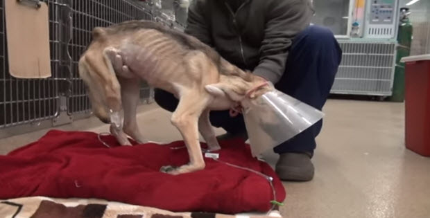 incredible-dog-rescue-and-recovery