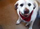 labrador named Denver