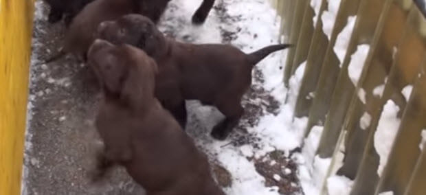 labrador puppies playing in snow