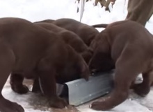 labrador puppies playing in snow