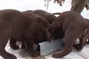 labrador puppies playing in snow