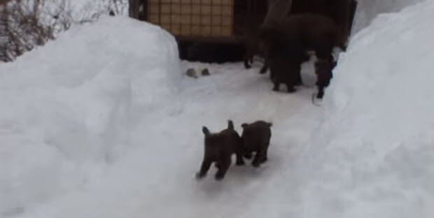 labrador puppies playing in snow