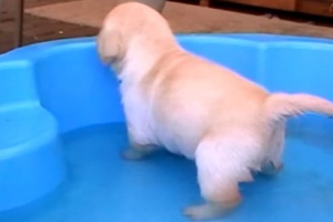 lab puppy