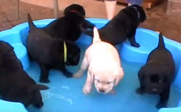 lab puppies