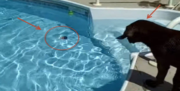 labrador-puppy-jumping-in-pool-first-time
