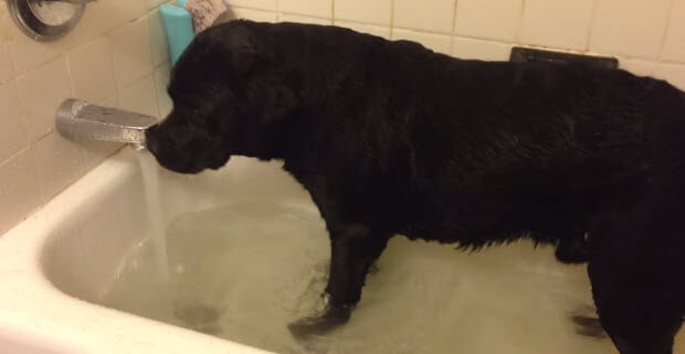 labrador-retriever-trying-swim-in-bath-tub1