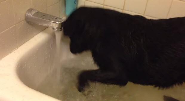 labrador-retriever-trying-swim-in-bath-tub3