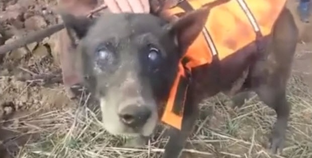 rescuing blind dog christmas
