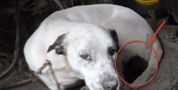 stray-dogs-give-birth-puppy