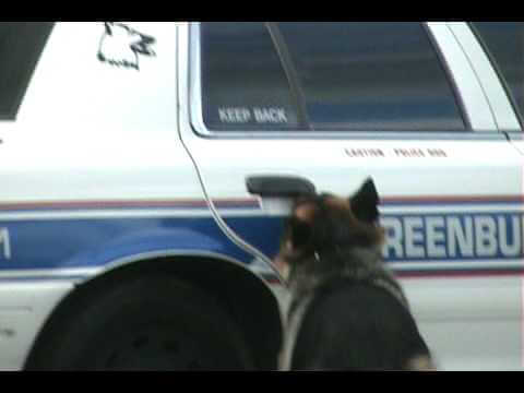 This Policeman Asked Not To Share This Video Demo of His German Shepherd K9