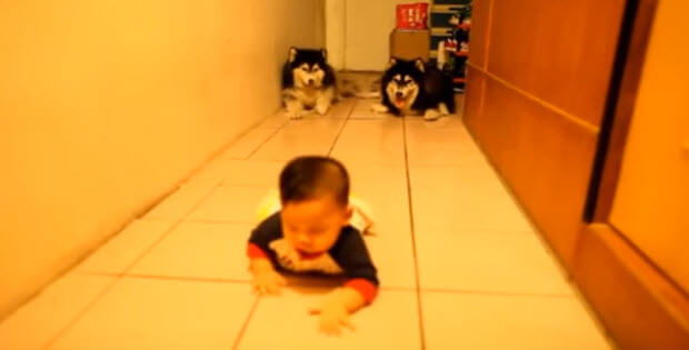 two husky-dogs-with-cute-baby