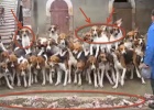120 dogs being fed