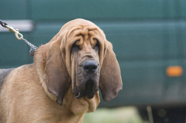 Bloodhound