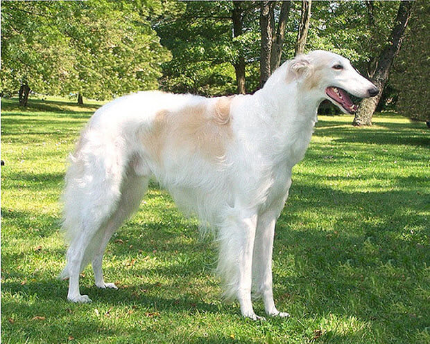 Borzoi